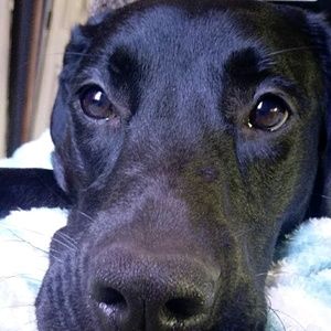 Meet your Posher, Morgan